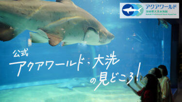 水族館「アクアワールド・大洗」プロモーション